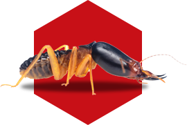 Expert Pest Control Services in Chelmsford