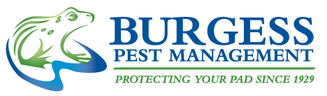 Top 3 Pest Control Service In Chelmsford And Around